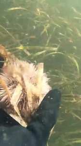 Diving to get scallops! 🤿 #scallopsfordinner #kellyyoung | Kelly Young