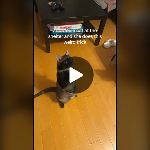 but actually can someone explain why she does this pls #cats #funnycats #catvideos #tipsforcatowners #cattok #cattoks #kitten