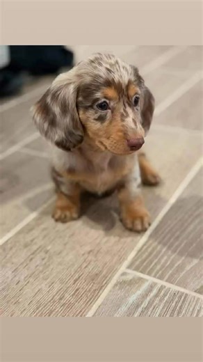 🐾 À l’adoption – Petite merveille de 9 semaines 🐾 Cette adorable petite femelle de 9 semaines est prête à rejoindre sa nouvelle famille 🩷 Élevée avec soin et beaucoup d’amour, elle est en excellente santé, sociabilisée et grandit dans un environnement sain et équilibré. Très douce, joueuse et affectueuse, elle saura apporter énormément de bonheur à son futur foyer. 📩 Pour plus d’informations, merci de nous écrire en privé. #teckel #teckelfrance #teckelminiature #teckellove #passionteckel #ch