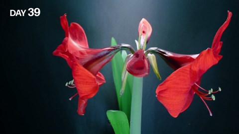 Growing red amaryllis flower time lapse - bulb to blossom (48 days)