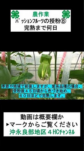 【農作業】パッションフルーツの人工授粉作業⑧
