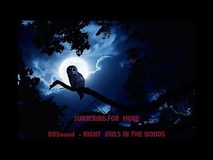Forest Ambience Sound Effect - Night With Owls | Into The Woods - Portugal