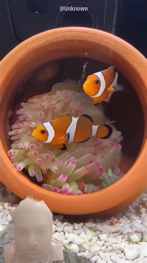Men Found Nemo Fish On Beach