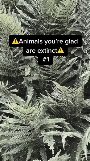 The Bear is just too much😰 #foryou #fypシ #viral