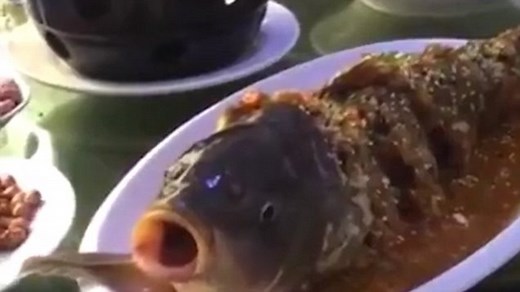 Shocking moment fish comes back to life after diner gives it alcohol