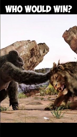 gorilla vs lion real fight 😱