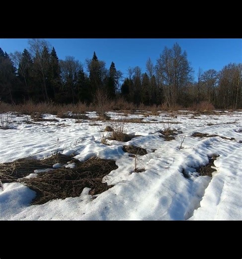 Spring in the fields and forests. Beautiful spring nature #nature #moose #snow