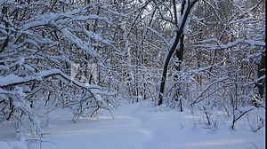 Beautiful snow covered tree branches in winter park. Vertical panorama