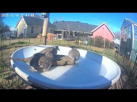 The Secret to Keeping Rare Doves Warm in Winter: A Heated Birdbath!