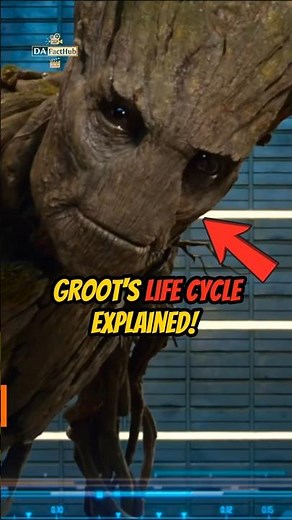 Groots life cycle explained shown in the Marvel Cinematic Universe!