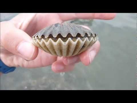 Scallop flipping over!