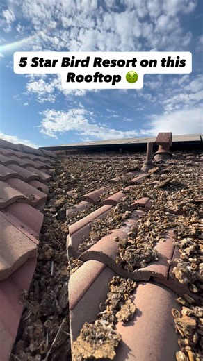 Even seen the damages that birds cause when they start living under your solar panels? This home is built in 2022, located in Clovis, CA. Very desirable community, builder provided solar panels. But one imprornskt thing, this neighborhood is infestated with pigoens & it’s caused these damages. Rooftop, leaks, underproducing solar system, constant poop everywhere, flies in the home. We removed hundreds of pounds of poop off of this rooftop… #clovis #madera #fresno #kbhomes #lennar | Golden Rays S