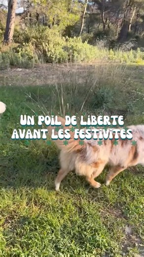 Les Coussinets Marseillais on Instagram: "Avant les invités, les plats, le bruit… il y a un truc à ne pas zapper : la balade. Une vraie : pour renifler, marcher, se poser, décharger la pression. Même s’il revient un peu sale et plein de boue, on s’en fout ! Ce qui compte, c’est qu’il soit bien dans ses pattes avant l’agitation. Un chien détendu avant, c’est souvent un Noël plus serein pour tout le monde ✨ Si tu veux des fêtes plus calmes avec ton chien, commence dehors 🌲"