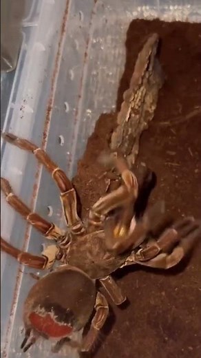 🕷️ Spider vs 🦂 Scorpion — Who will dominate this intense showdown? #animals #insects #insectfight