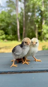 51 reactions | The Olandsk Dwarf is an adorable Swedish, bantam...