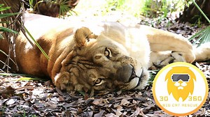 100K views · 3.2K reactions | Take a virtual look at the many species that call Big Cat Rescue home. Watch more by visiting BigCatTV.com! | Big Cat Rescue | Facebook