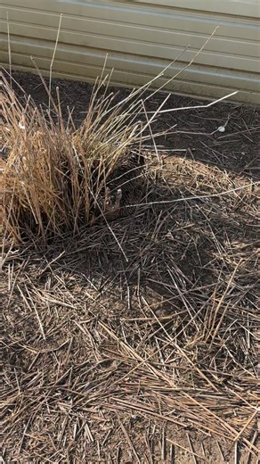 One of my captive reared Greater Prairie Chicken hens not happy I am about to check on the progress of here clutch of eggs! #prairiechicken #greaterprairiechicken #prairiegrouse #grouse #gamebirds | Steve Oehlenschlager