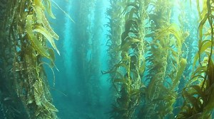 Robust Kelp Forest Growing Along Coast Stock Footage Video (100% Royalty-free) 7783972 | Shutterstock