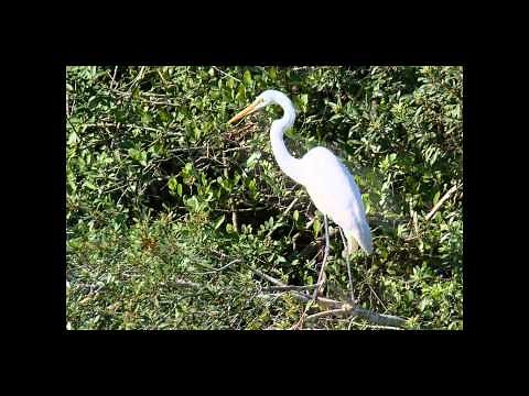 Down in the Everglades