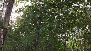 Teak trees in the wild and dense teak forest give a fresh and calming impression.