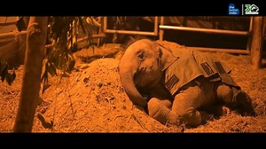 In 2024, a tragic accident changed little Bani’s life forever. The baby elephant was barely a year old when she was hit by a speeding train in Uttarakhand. She lay near the tracks—her tiny body battered, her spine fractured, and her legs severely wounded. Separated from her herd and unable to move, she waited—scared, helpless, and in unbearable pain. Rescued by the Uttarakhand Forest Department and Wildlife SOS, she was found with severe spinal and hip injuries, deep wounds, and no movement in h