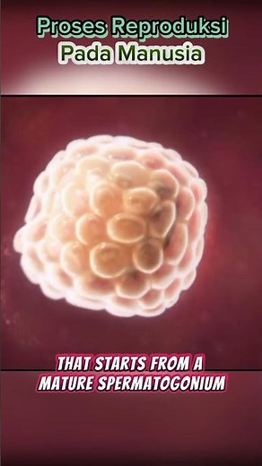Proses Reproduksi Pada Manusia