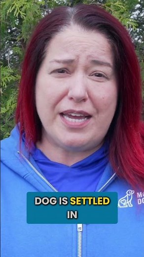 The #1 Mistake People Make Starting A Dog Walk
