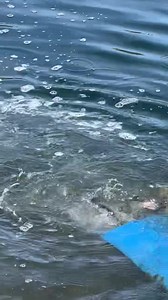 14K views · 235 reactions | Earlier today the Tuscora Park pond got stocked full of trout for the New Philadelphia Trout Derby this Saturday. | 99.9FM WTUZ - Z Country | Facebook