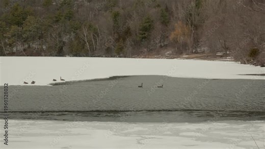 Canada geese swimming in open water then flying and landing on snow-covered ice, winter, Rideau Lakes, Eastern Ontario, Canada.