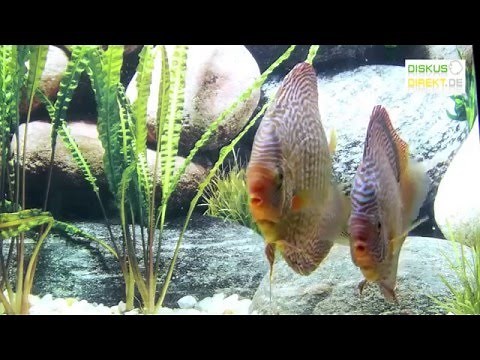 15-17cm und Jumbo Stendker Snake Skin Rot