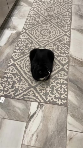 bella bassani (@swag.bella)’s videos with original sound - Kate | PhD & personal style