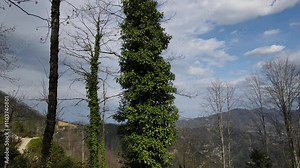 The tree covered by the ivy plant, an invasive species. An invasive ivy species that destroys forests by drying them out.
