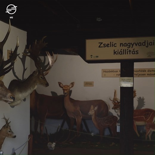 Miért és hogyan tűnik el a szarvasagancs, és miből lesz az új koronájuk? Az erdei állatok genetikájával és hormonális változásaival is foglalkozik a Zselic nagyvadjai kiállítás. #termeszet #erdeiutakon #m5tv | M5 TV