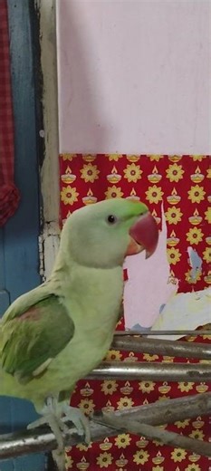 ban than #short #ytshort