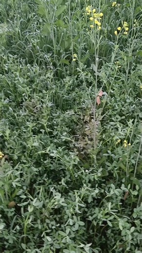 ꧁༺༒HoT🥵 BoY༒༻ ꧂ (@user_355365)’s videos with original sound - Tharki Munde 420