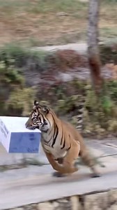 Regarding reintroduction programs, it is important to note that some zoos actively participate in conservation initiatives and the reintroduction of species into the wild. However, it is also true that not all zoos have the same priorities, and some may be more focused on commercial objectives. Tigers and other wild animals are obviously better suited to living in their natural habitats, where they can fully express their instinctive behaviors. Captivity, even with good intentions, can never tru