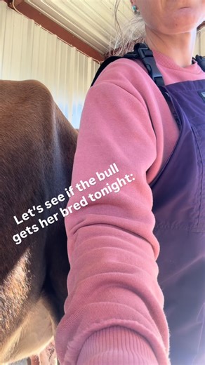 She’s showing all the signs of coming into heat, let’s see if I’m right in the morning | Vincent Farms