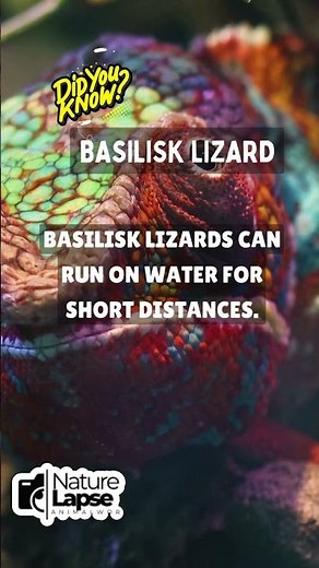 Meet the Water-Running Basilisk Lizard!