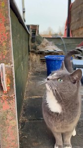 A #caturday special our first cat of the day Violet #farmcat #rescuecat | Caenhill Countryside Centre