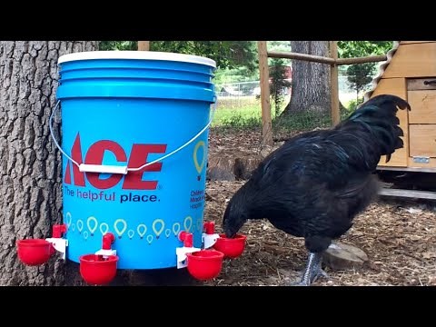 DIY 5 Gallon Poultry Waterer in 10 minutes! We also have BIG NEWS from RentACoop!