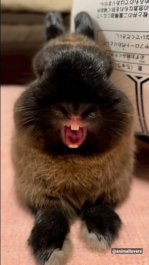 funny rabbit 🐇laughing😂🤣 video #rabbit #rabbits #funnyanimals #animals #shorts