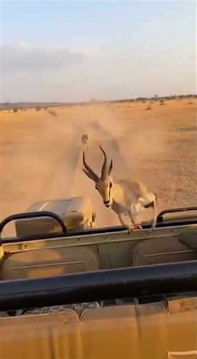 It Ran for Its Life… And Found Safety in the Most Unexpected Place 😭 #shorts