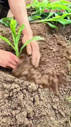 Pinching a few leaves helps boost survival and promote healthy growth 🌽 #mixcraft