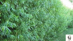 Live Aussie Hybrid Willow Tree Fastest Growing Shade Tree | 10 Ft First Year | Austree Privacy Screen | Bare Root Cutting Ready to Plant - Etsy