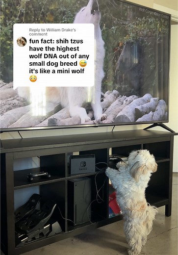 Teaching Hughie About His Shih Tzu Ancestry