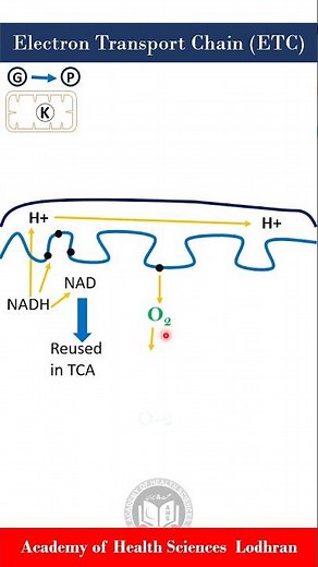 Electron Transport Chain (ETC): Energy production by carbohydrates