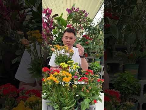 Why Your Kalanchoe Isn't Blooming: The Secret Behind Leafy Plants