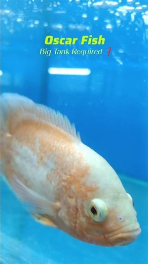 Oscar Fish 🔥 | Powerful & Intelligent Fish