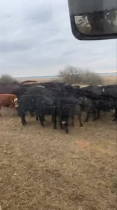 Hos os bliver dyrevelfærd prioriteret hver eneste dag 🐄💚 Dyrene bliver fodret dagligt – og i dag fik de lidt ekstra forkælelse i form af en wrapballe med ærter 🫛 Til hverdag får køer og kalve engwrap og enghø, som sikrer dem en naturlig og sund fodring. Stude og tyre får wrapballer med ekstra protein, så de kan vokse i et naturligt tempo og opbygge både fedt- og muskelmasse, da det er dem som vi bruger til slagtning. Køerne bruges til reproduktion og fodres med fokus på trivsel, sundhed og ba