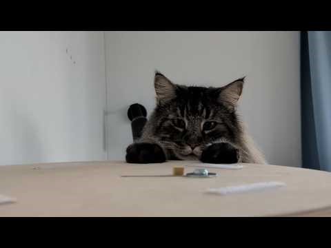 Moss is Stuck in "Low Power Mode" | Norwegian Forest Cats